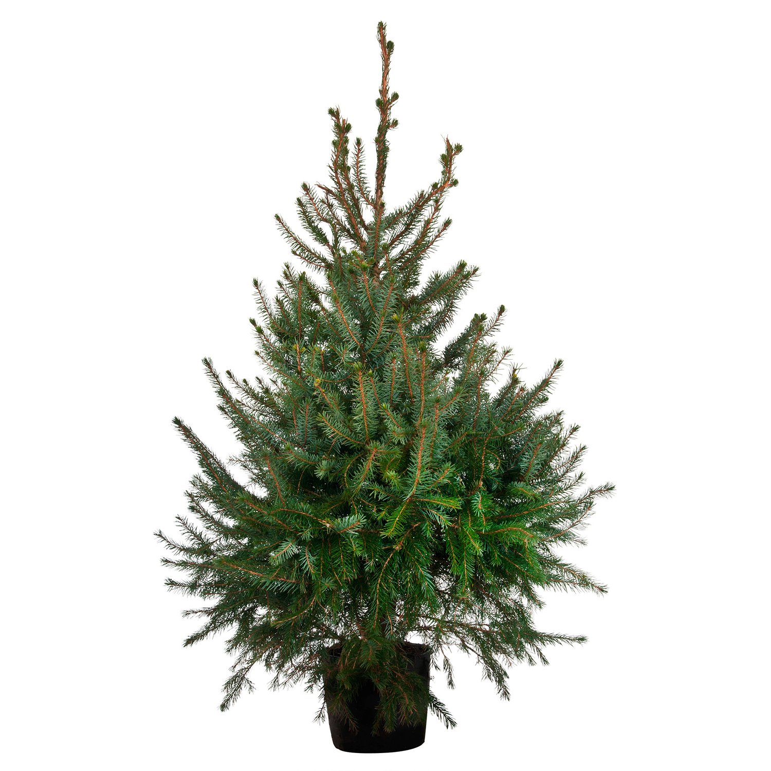 Picea omorica C12/15 100-120