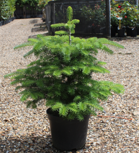 Abies koreana 140-160