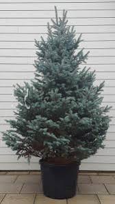 Picea pungens C46 120-140